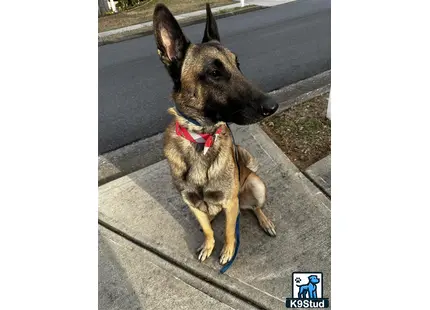 a belgian malinois dog sitting on a sidewalk